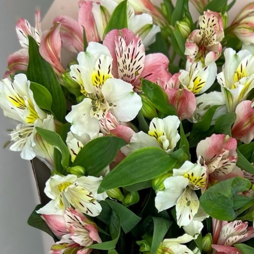 Mono Alstroemeria (19 pcs) - image of a bouquet 4