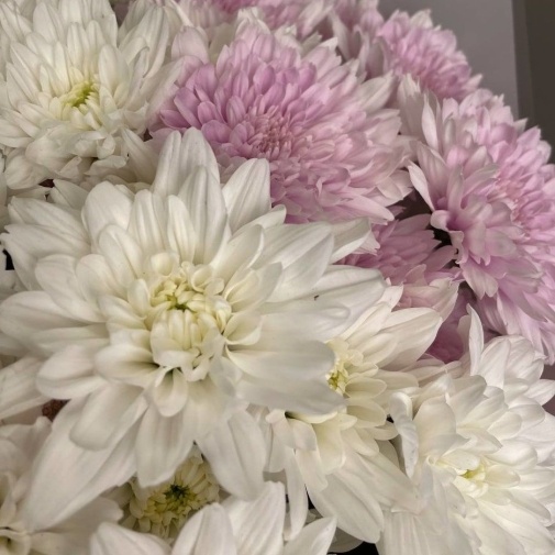 Нежные Хризантемы - изображение букета 4
