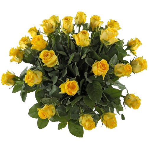 Примавера: Желтые розы - изображение букета 2