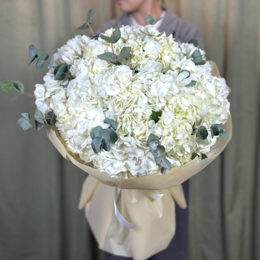 Snow-white hydrangea